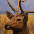 Muzeum Historii Naturalnej w 3D