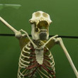 Muzeum Historii Naturalnej w 3D