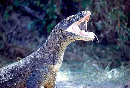komodo_dragon