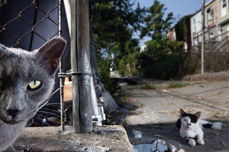 Feral cats in Baltimore (Photo: Vincent J. Musi)