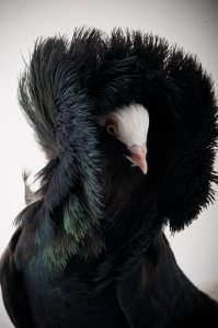 Richard Bailey photographed some of the pigeons breeds that fascinated Darwin