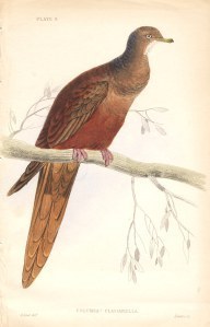 An Edward Lear pigeon