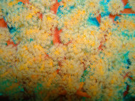 A close-up of soft coral in the Philippines. 