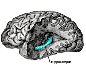 hippocampus-300x227