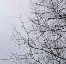Branches, twigs