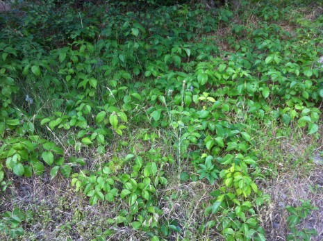 Our tasteful border of Poison Ivy.