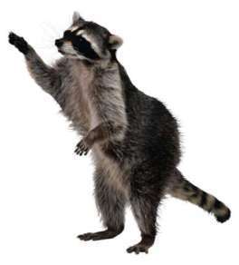 Don't be the raccoon