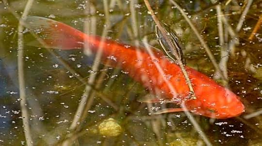 Goldfish