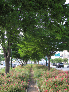 Who knew a Broadway median could look this good? (Answer: The ants)