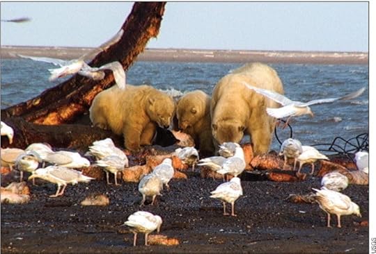 Glaucous gulls and polar bears on the carcass of a dead whale may be sharing more than a meal (Photo: USGS)