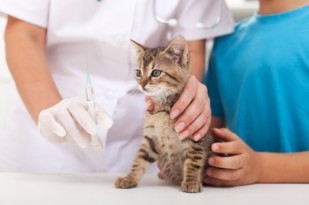 feline_vaccine_guidelines