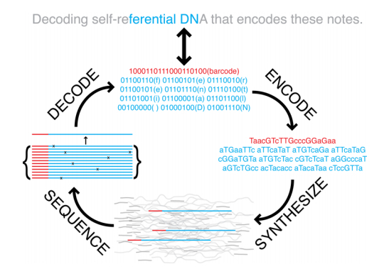 Schematic of DNA information storage.jpg