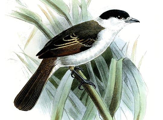 XenopsarisAlbinuchaKeulemans