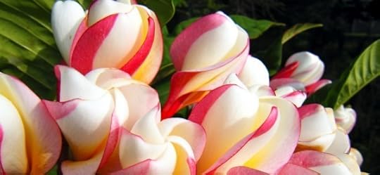 Pinwheel Plumeria by Rosa Say