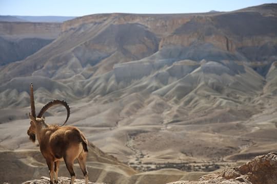 Negev Desert