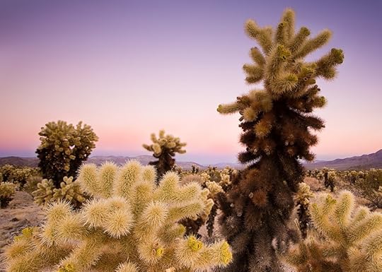 Mojave Desert