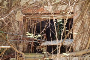 A ruined sugar mill in St. John