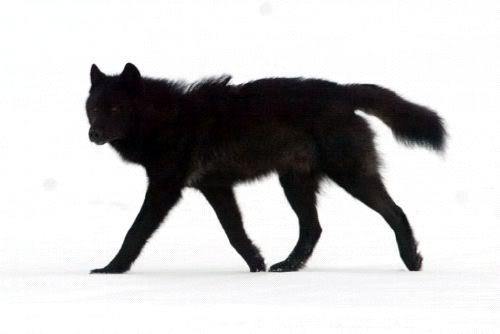 black wolf photo: Wolf cynderphoto.jpg