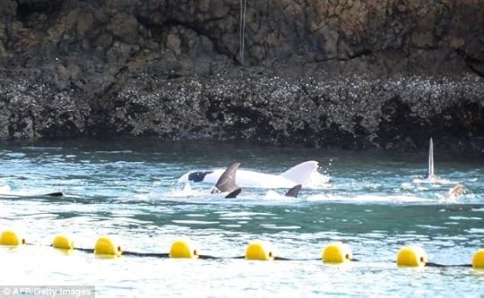 Albino Dolphin