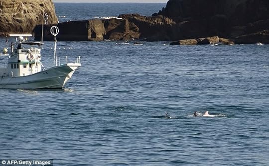 Campaigners are trying to stop the controversial annual hunt of the dolphins in the town, as well as the sale of the mammals to aquariums