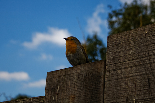 Robin