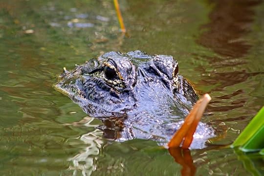 florida everglades