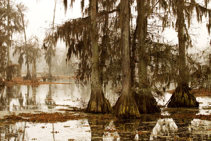 misty morning in the swamp