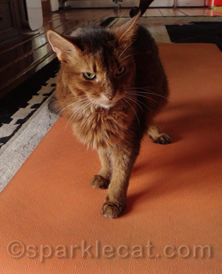 This yoga mat is wasted on my human