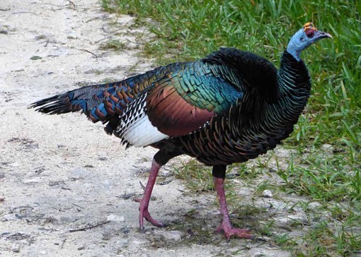 OcellatedTurkeyjpg-510x364