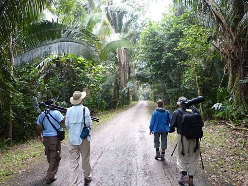 JungleWalk