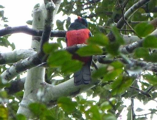 SlatyTailedTrogon