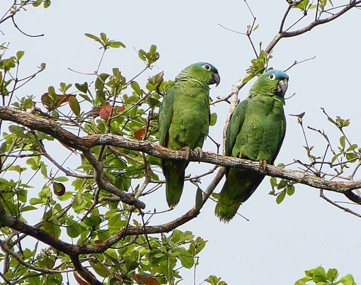 MealyParrots