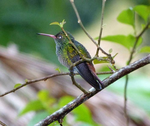 RufousTailedHummingbird