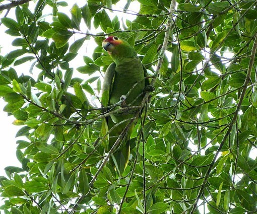 RedLoredParrot