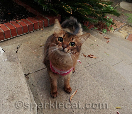 Why? I am asking my human. WHY?