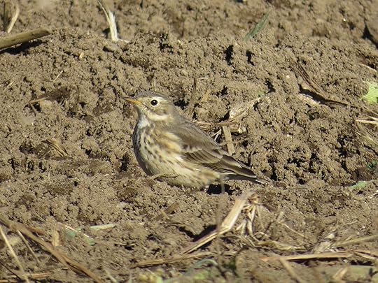 ConcordMA_2014-10-27_IMG_3395_w