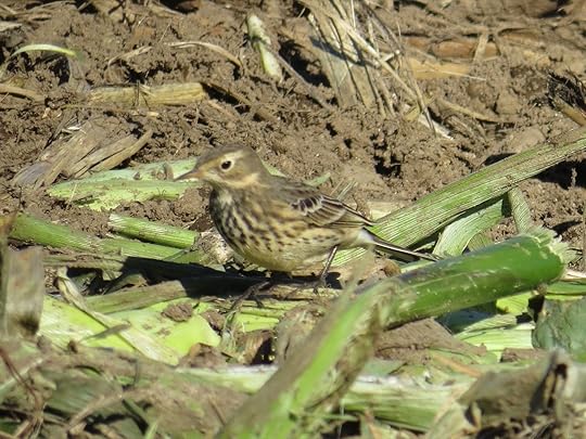 ConcordMA_2014-10-27_IMG_3422_w