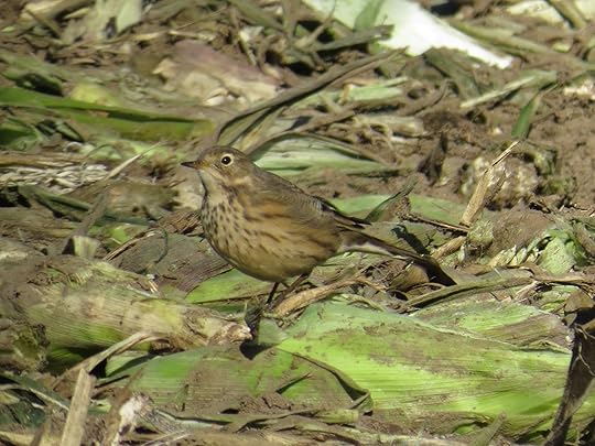 ConcordMA_2014-10-27_IMG_3445_w