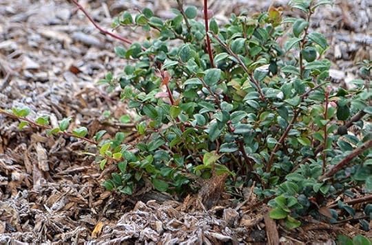 cozy-winter-plants