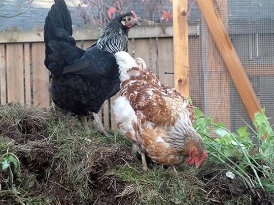 chicken-sod-mound