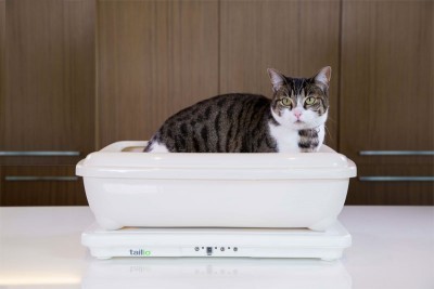 Tailio-Smart-Health-Monitor-for-Cats