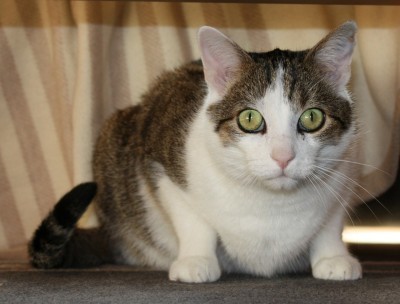 get-your-cat-to-loose-weight