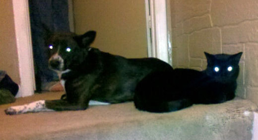 Cat Dog oddity...