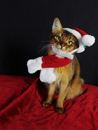 So basically it's my human's fault it did not wind up on a card!