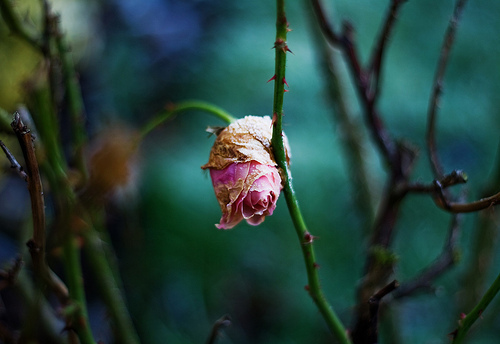 Frost-bitten Rose