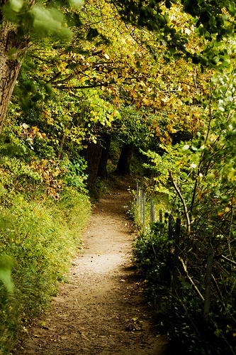 If you go down to the woods...