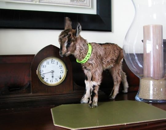 Faintly the wee little baby goat