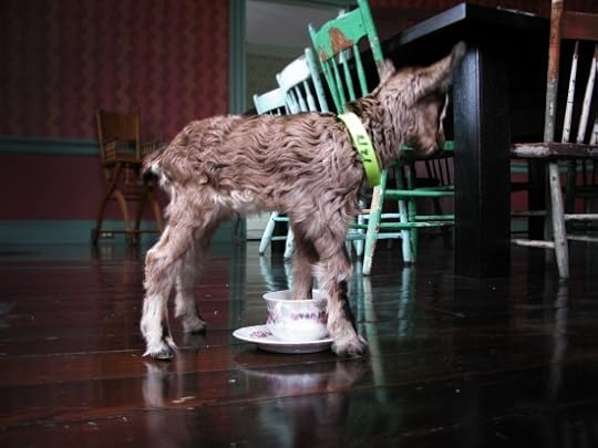 Faintly the wee little baby goat