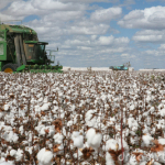 cotton-fields-16734132