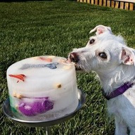 dog Ice treat